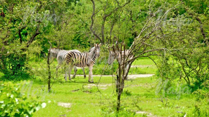 Yankari Game Reserve